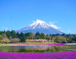 JAPONSKO – dubnové poznávání místního jara